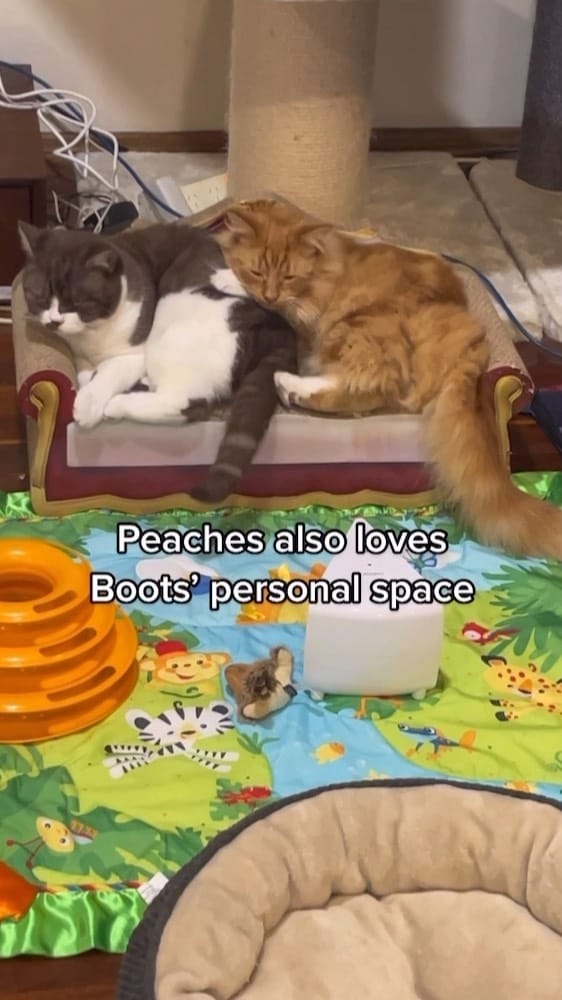 Post 9 by Rescue Cat Crew on Instagram (video)