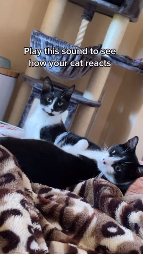 Post 8 by Rescue Cat Crew on Instagram (video)