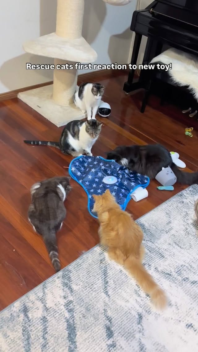 Post 5 by Rescue Cat Crew on Instagram (video)