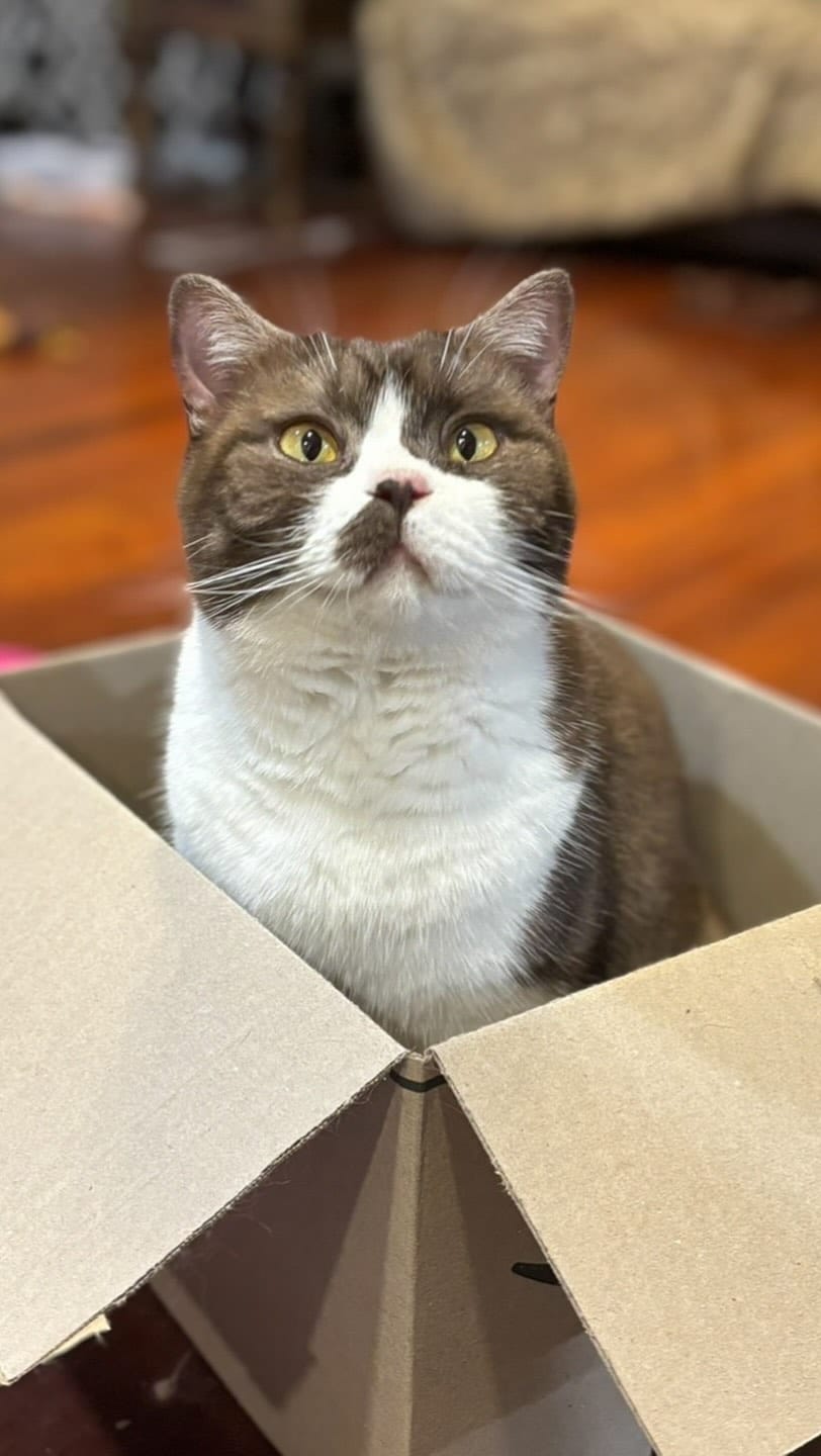 Post 2 by Rescue Cat Crew on Instagram (video)