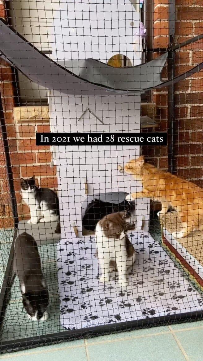 Post 10 by Rescue Cat Crew on Instagram (video)