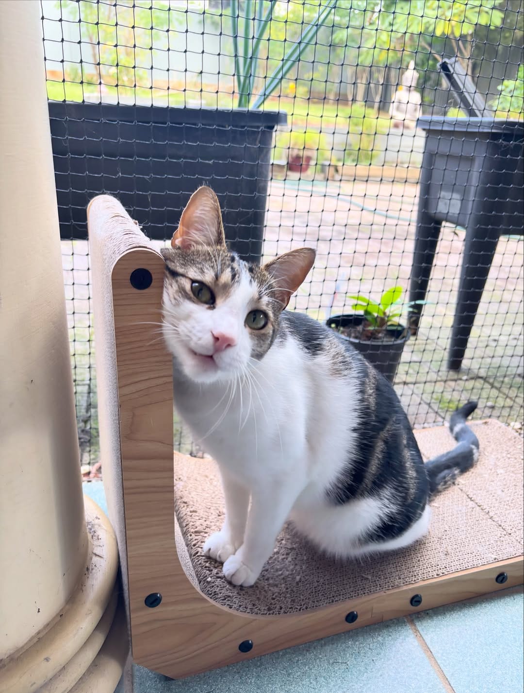 Post 1 by Rescue Cat Crew on Instagram (carousel)