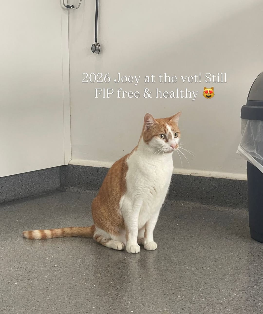 Post 4 by Rescue Cat Crew on Instagram (carousel)