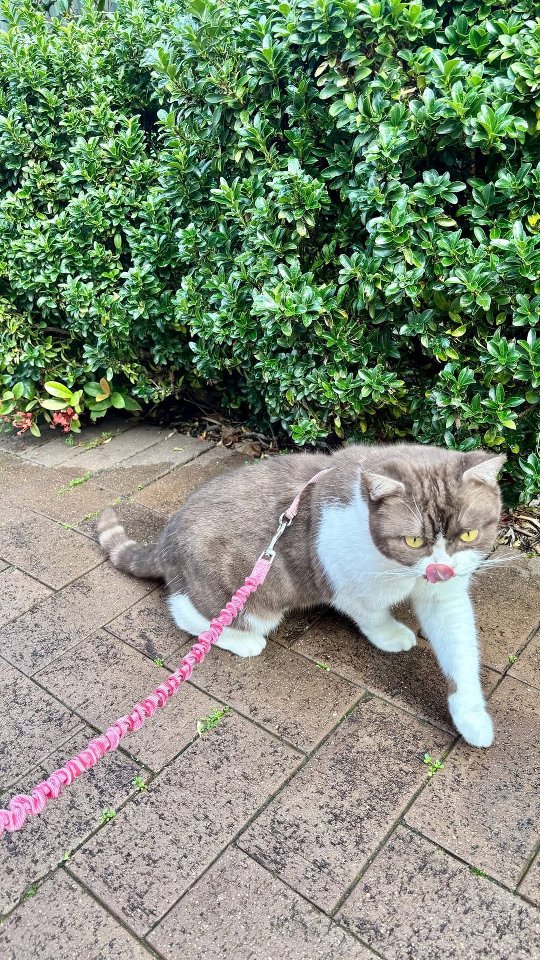 Post 3 by Rescue Cat Crew on Instagram (video)