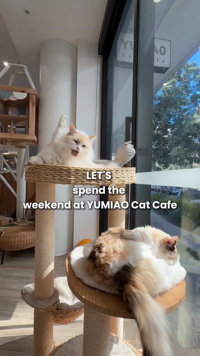 Post 7 by YUMIAO Cat Cafe 🐱☕️ on Instagram (video)