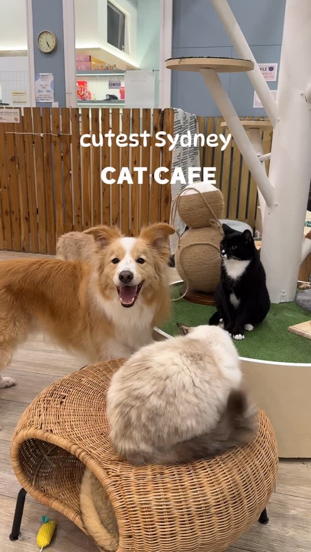 Post 6 by YUMIAO Cat Cafe 🐱☕️ on Instagram (video)