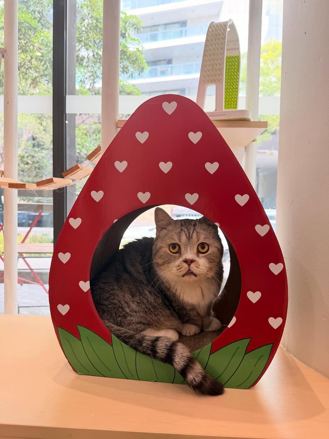 Post 1 by YUMIAO Cat Cafe 🐱☕️ on Instagram (carousel)