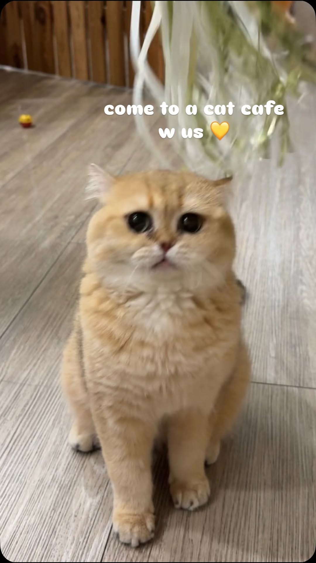 Post 8 by YUMIAO Cat Cafe 🐱☕️ on Instagram (video)