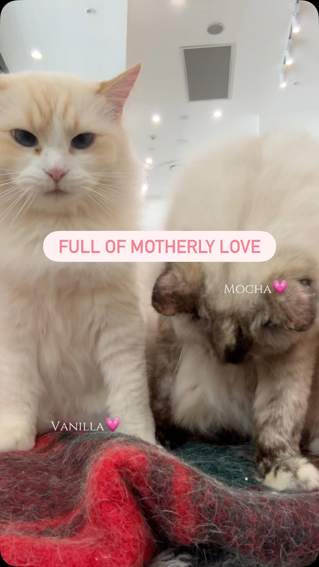 Post 9 by YUMIAO Cat Cafe 🐱☕️ on Instagram (video)