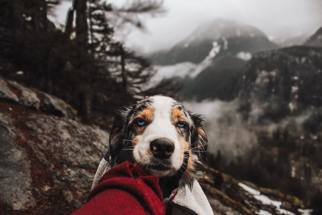 Post 4 by Katelyn + The Pack | PNW Adventures on Instagram (image)