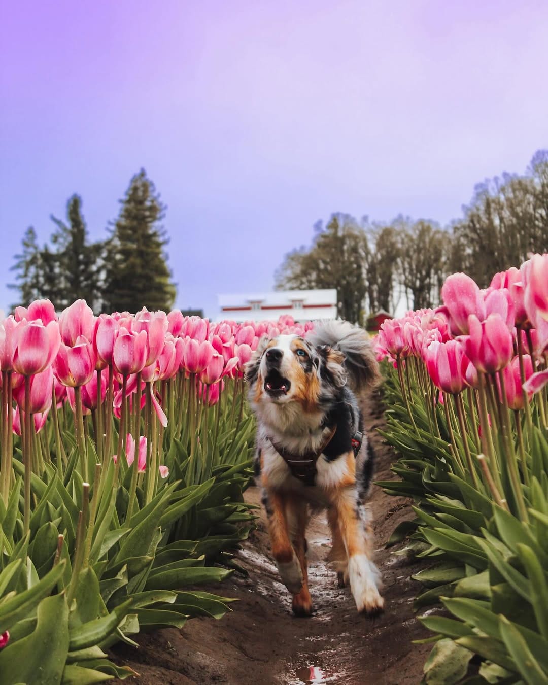 Post 9 by Katelyn + The Pack | PNW Adventures on Instagram (carousel)