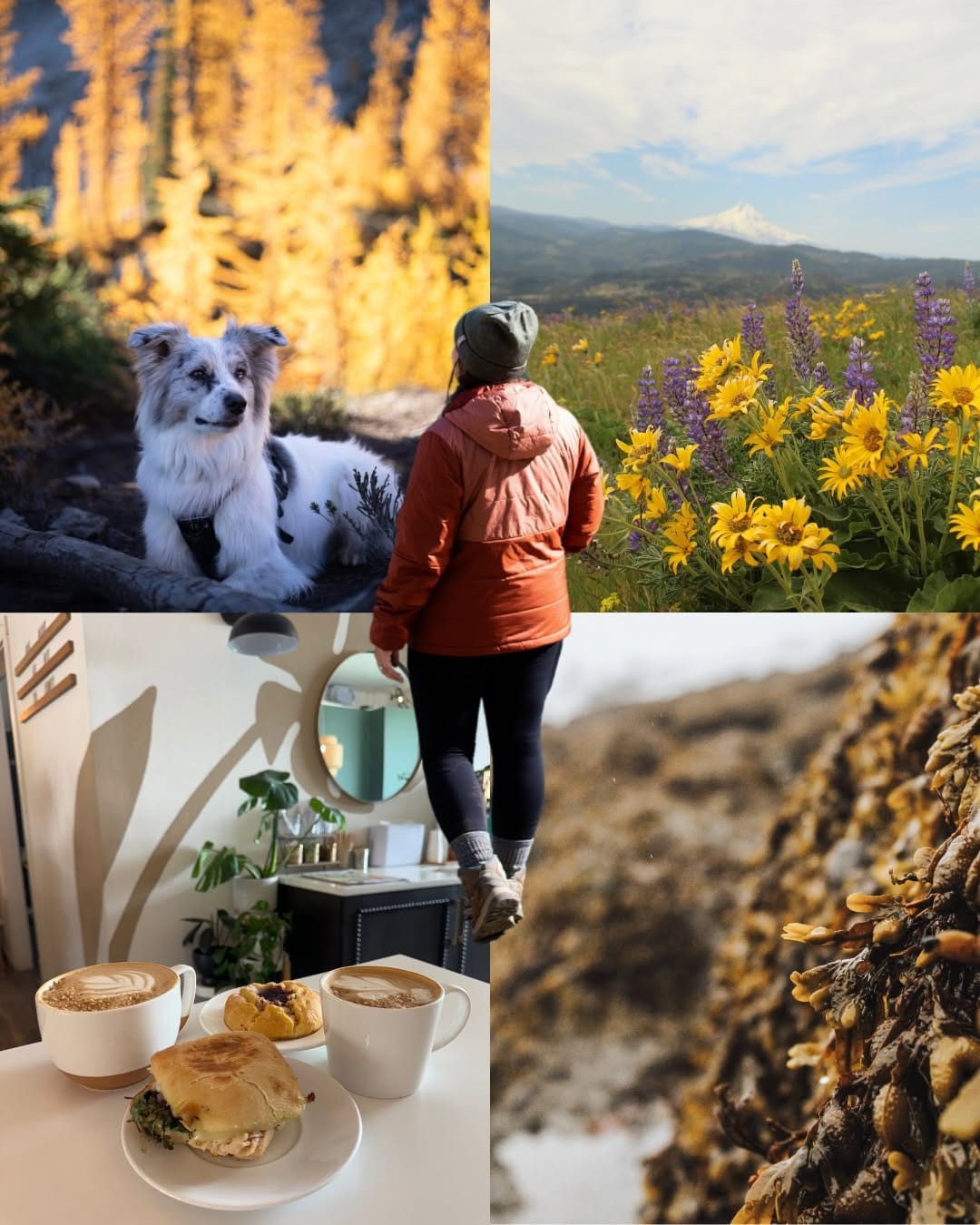 Post 3 by Katelyn + The Pack | PNW Adventures on Instagram (carousel)