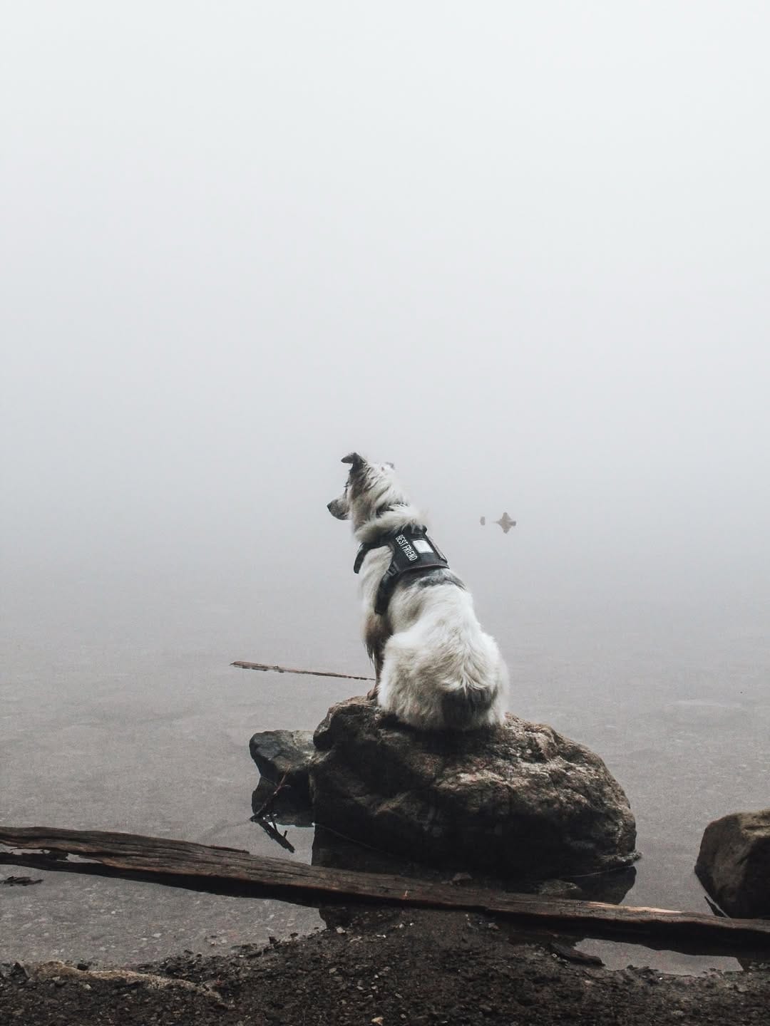 Post 5 by Katelyn + The Pack | PNW Adventures on Instagram (image)