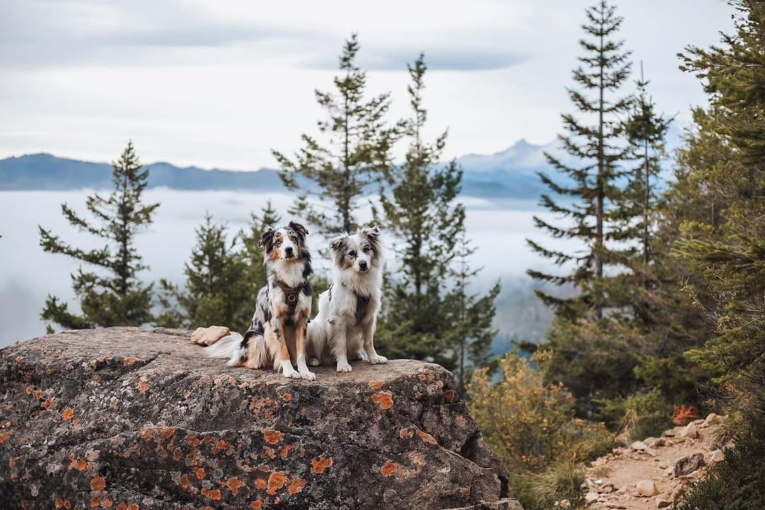 Post 10 by Katelyn + The Pack | PNW Adventures on Instagram (image)