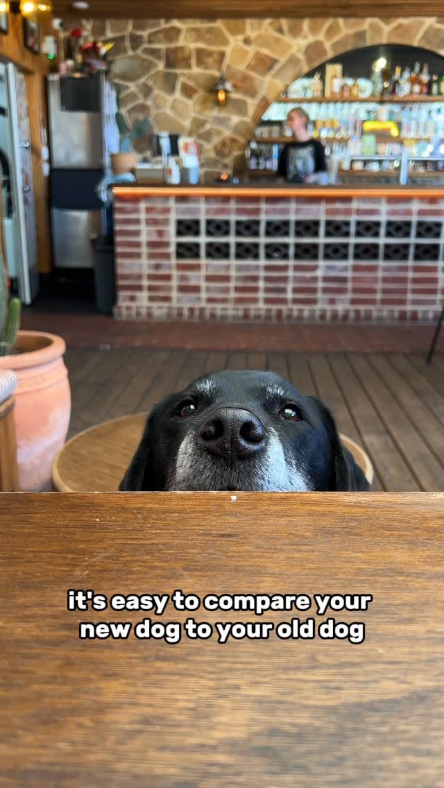 Post 1 by Good Dog Behaviour & Training on Instagram (video)