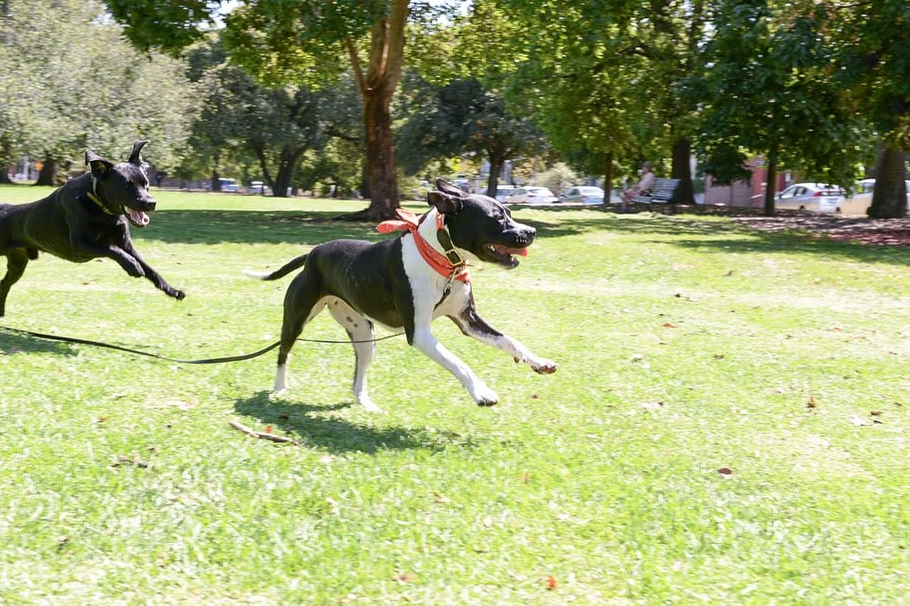 Post 7 by Good Dog Behaviour & Training on Instagram (carousel)