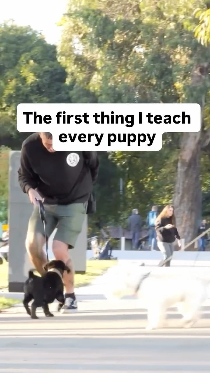 Post 2 by Good Dog Behaviour & Training on Instagram (video)