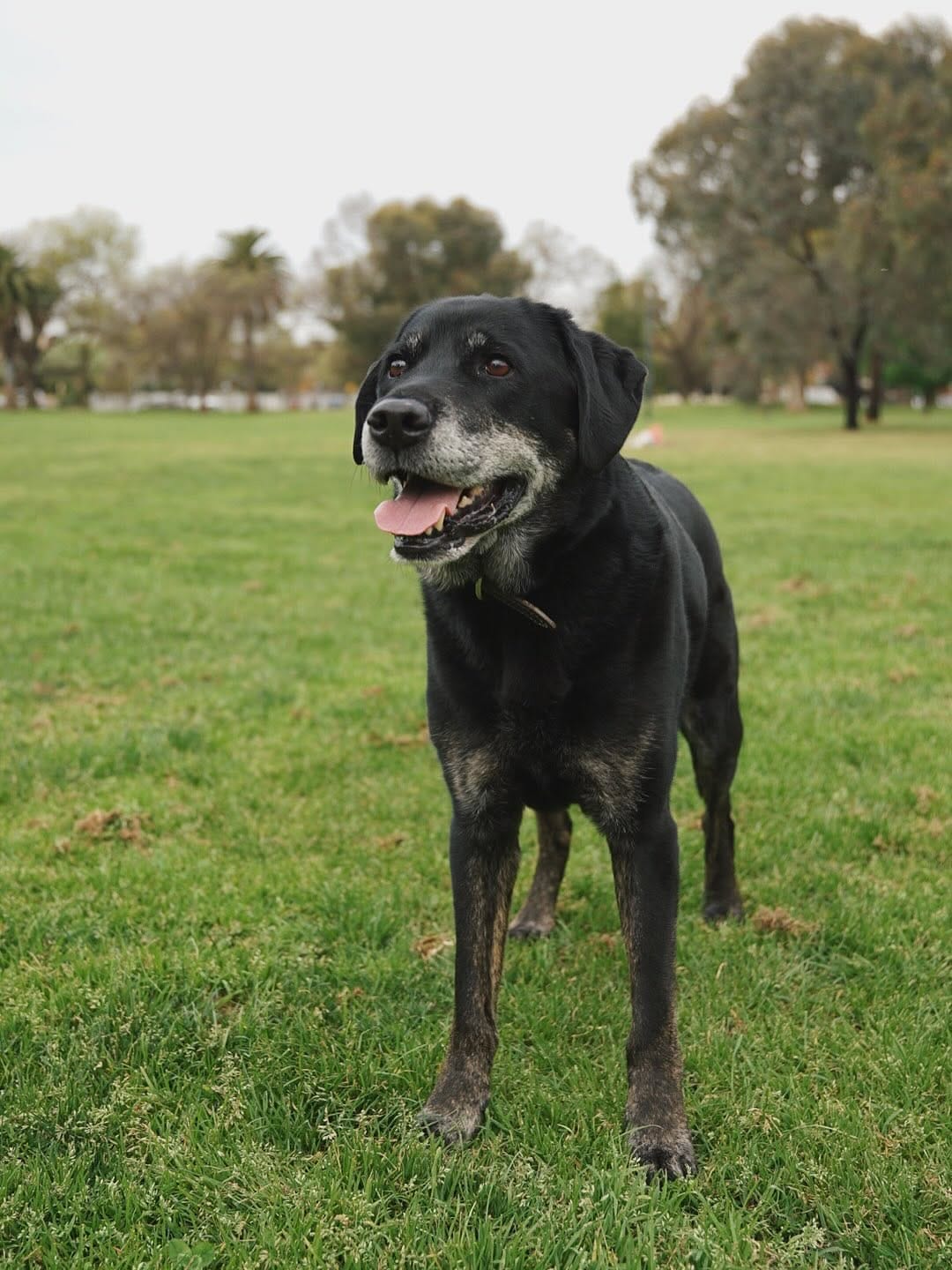Post 8 by Good Dog Behaviour & Training on Instagram (carousel)