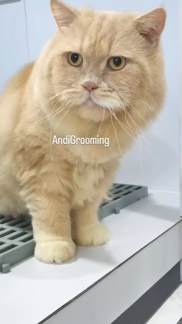 Post 2 by Andi Surya on Instagram (video)