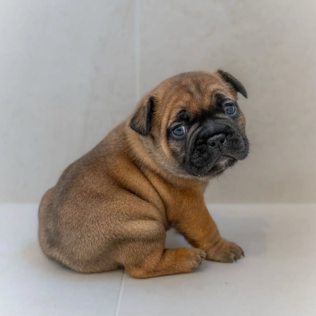 Post 10 by CRYMSON_FrenchBulldogs on Instagram (image)
