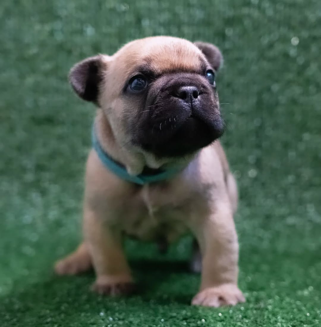 Post 9 by CRYMSON_FrenchBulldogs on Instagram (image)