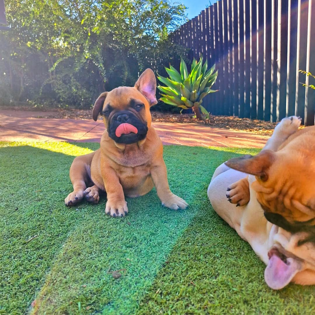 Post 1 by CRYMSON_FrenchBulldogs on Instagram (carousel)