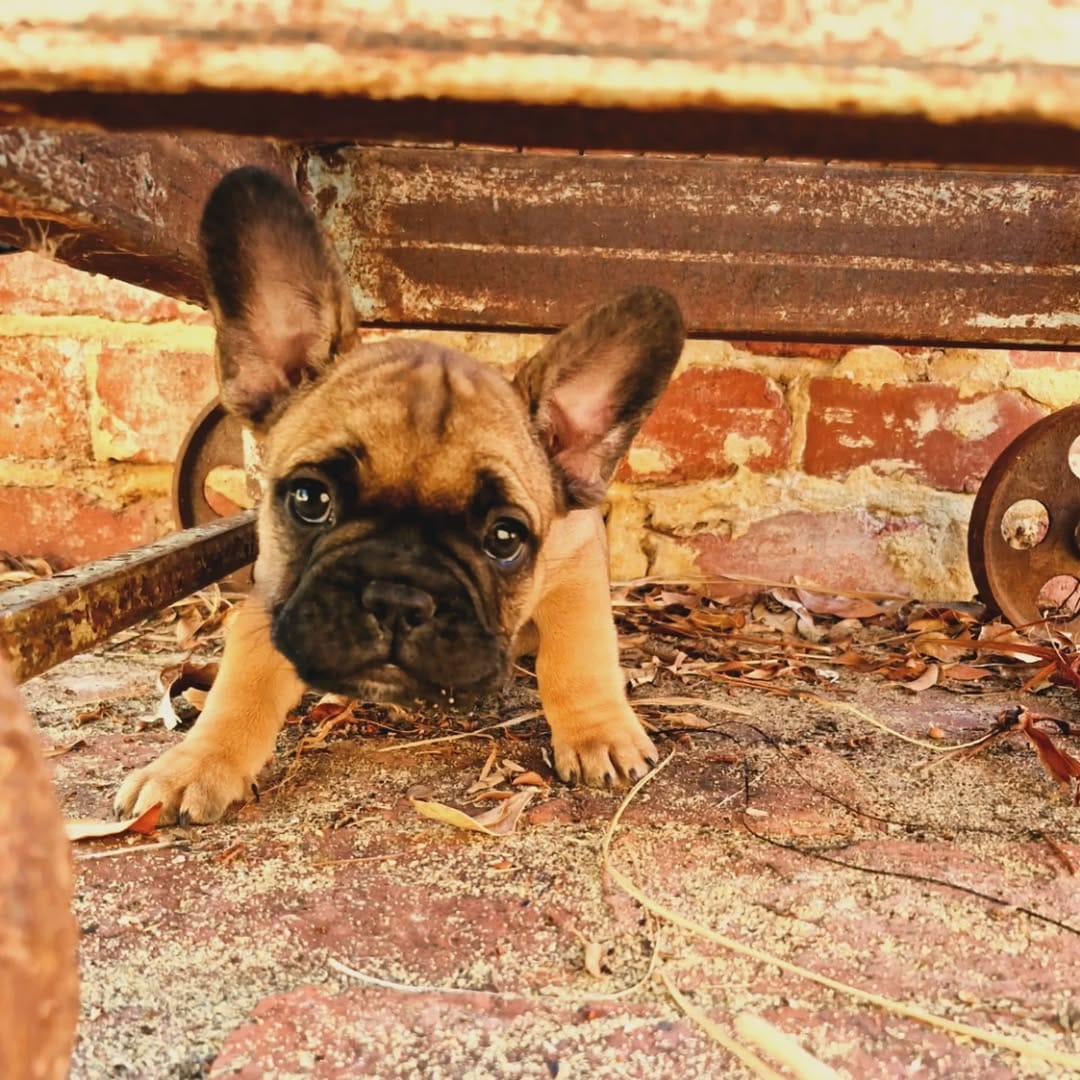 Post 6 by CRYMSON_FrenchBulldogs on Instagram (image)