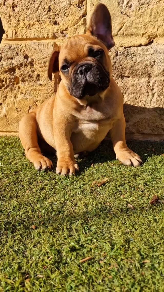 Post 4 by CRYMSON_FrenchBulldogs on Instagram (video)