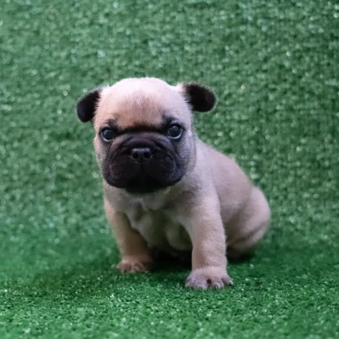 Post 8 by CRYMSON_FrenchBulldogs on Instagram (image)