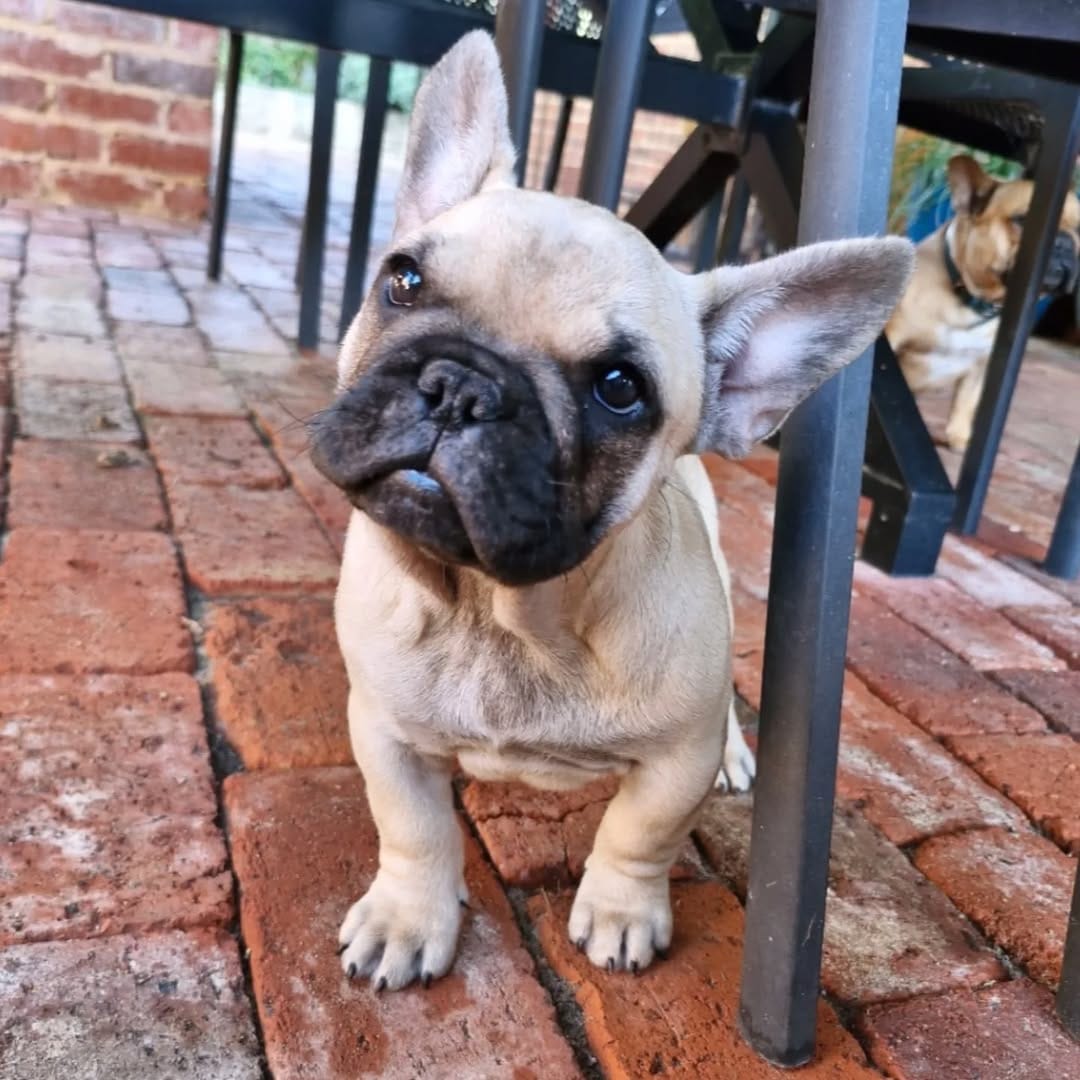 Post 5 by CRYMSON_FrenchBulldogs on Instagram (image)