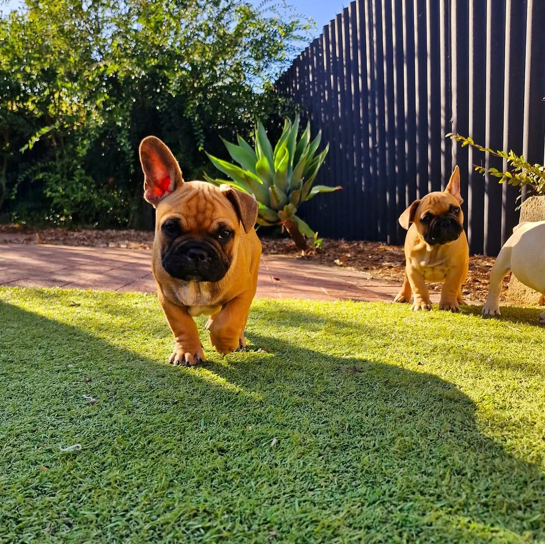 Post 2 by CRYMSON_FrenchBulldogs on Instagram (image)