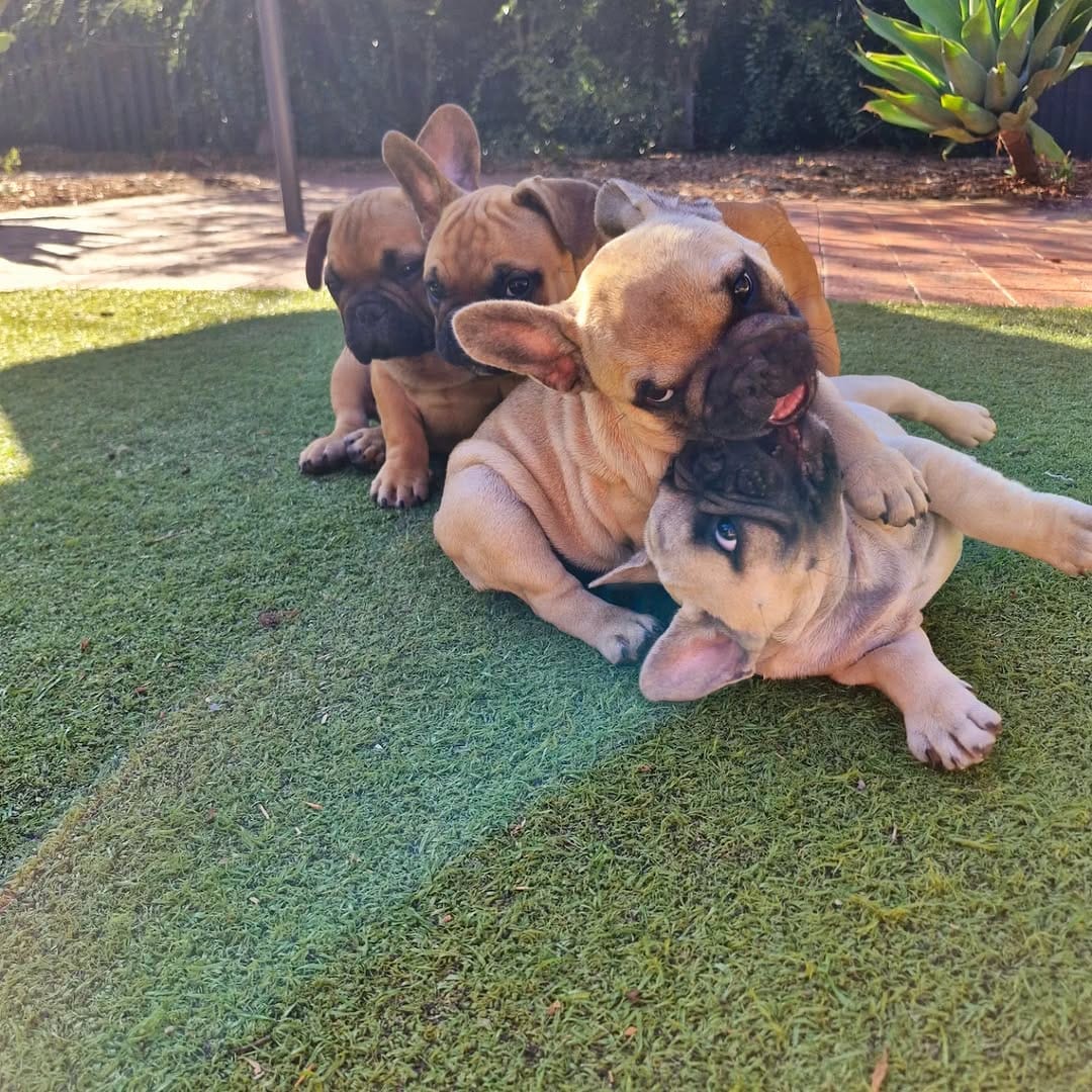 Post 3 by CRYMSON_FrenchBulldogs on Instagram (image)