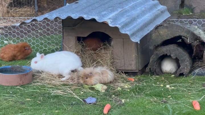 Post 7 by Brightside Farm Sanctuary on Instagram (carousel)