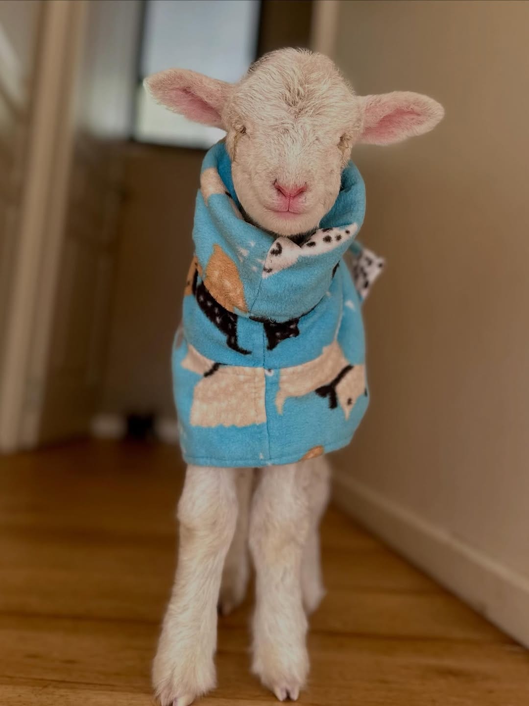Post 1 by Brightside Farm Sanctuary on Instagram (carousel)