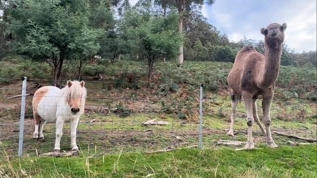 Post 6 by Brightside Farm Sanctuary on Instagram (video)