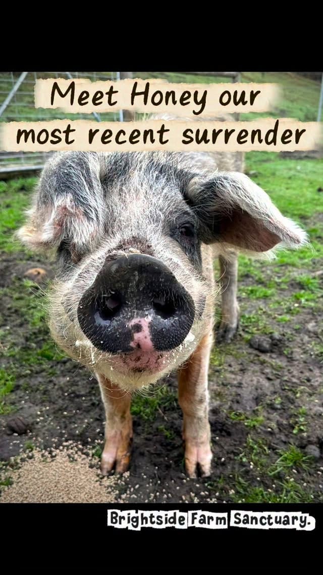 Post 9 by Brightside Farm Sanctuary on Instagram (video)
