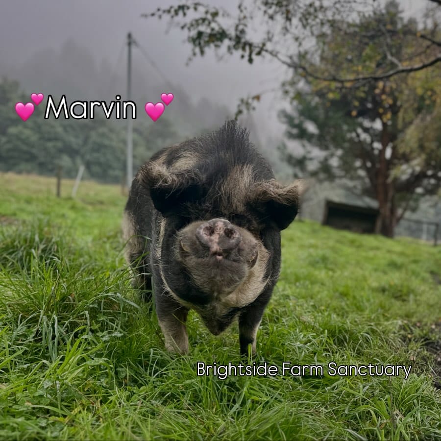 Post 4 by Brightside Farm Sanctuary on Instagram (image)