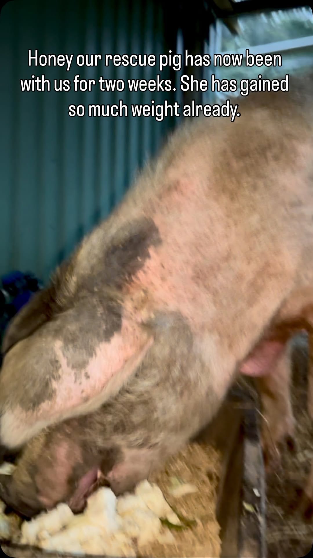Post 5 by Brightside Farm Sanctuary on Instagram (video)