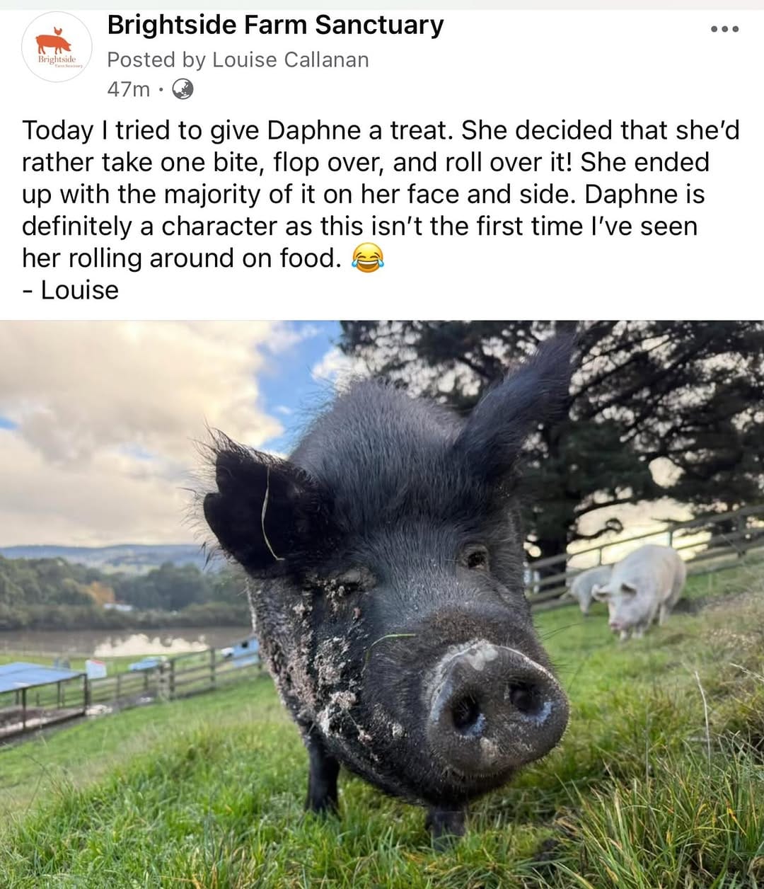 Post 8 by Brightside Farm Sanctuary on Instagram (image)