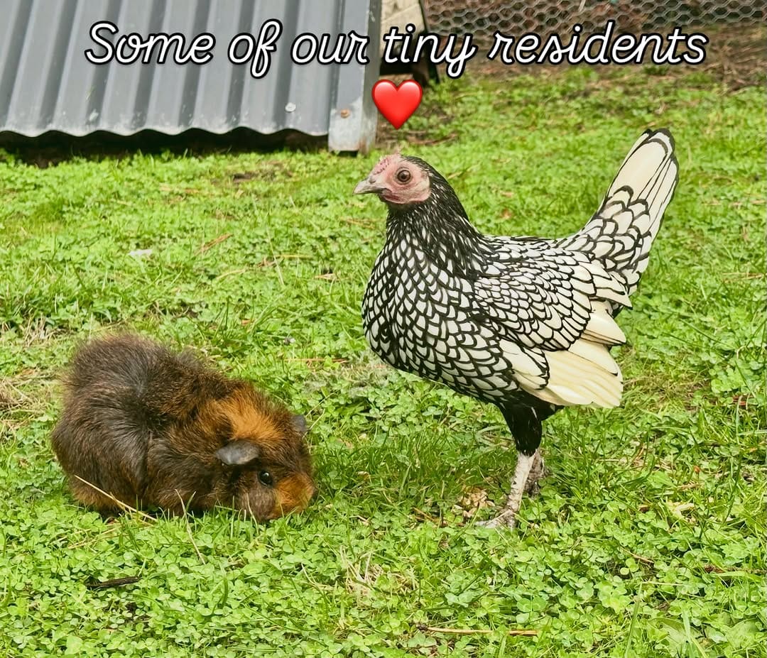 Post 10 by Brightside Farm Sanctuary on Instagram (carousel)