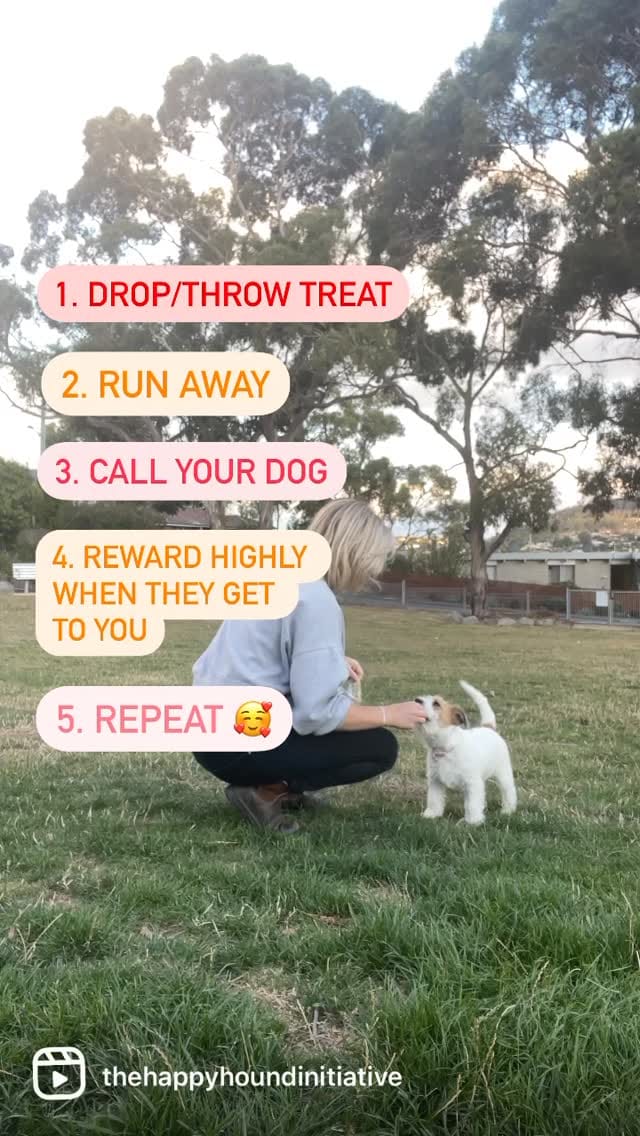 Post 5 by Kat the dog trainer - The Happy Hound Initiative on Instagram (video)