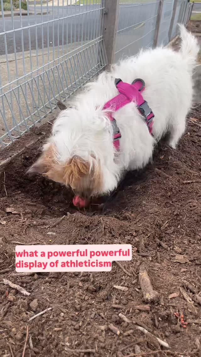 Post 4 by Kat the dog trainer - The Happy Hound Initiative on Instagram (video)
