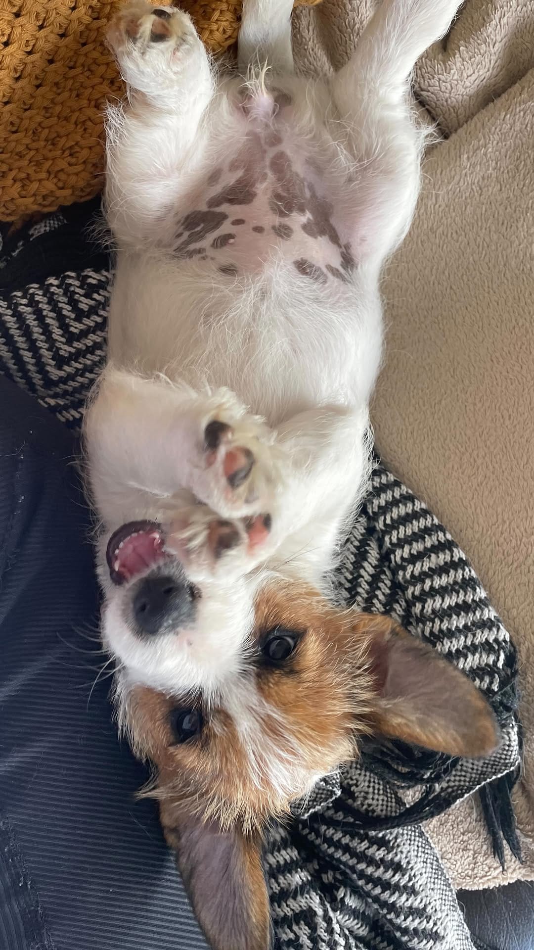 Post 10 by Kat the dog trainer - The Happy Hound Initiative on Instagram (video)