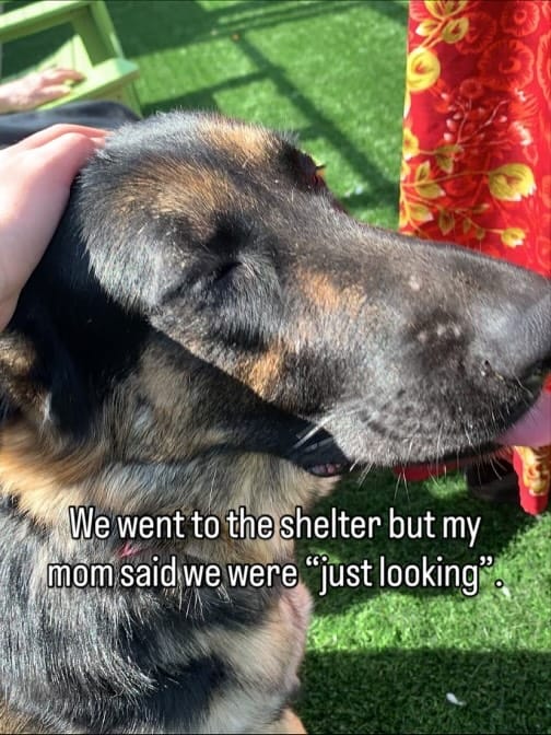 Post 8 by Shiloh’s Animal Rescue on Instagram (carousel)