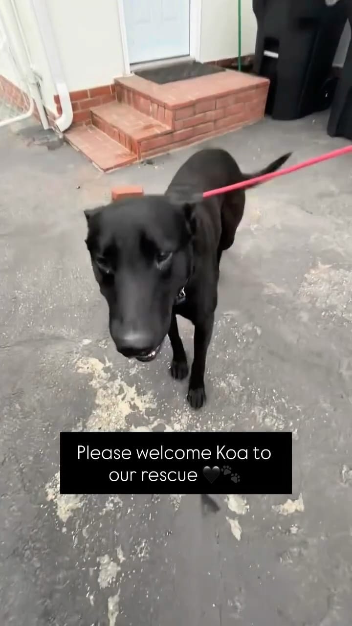 Post 2 by Shiloh’s Animal Rescue on Instagram (video)