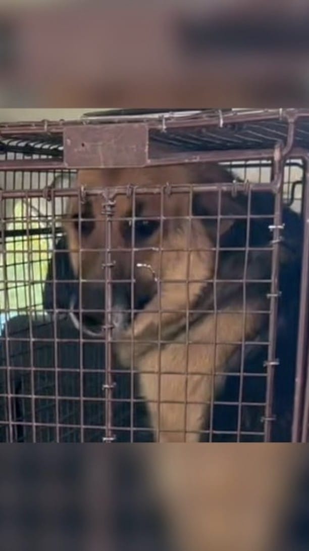 Post 10 by Shiloh’s Animal Rescue on Instagram (video)
