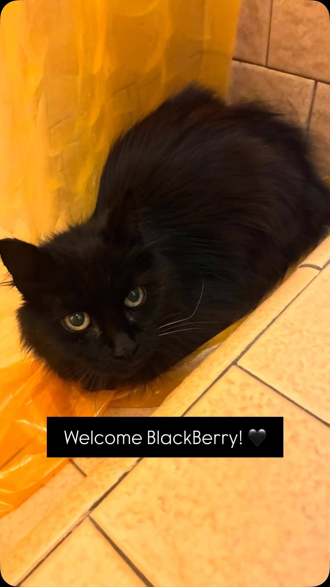Post 5 by Shiloh’s Animal Rescue on Instagram (video)