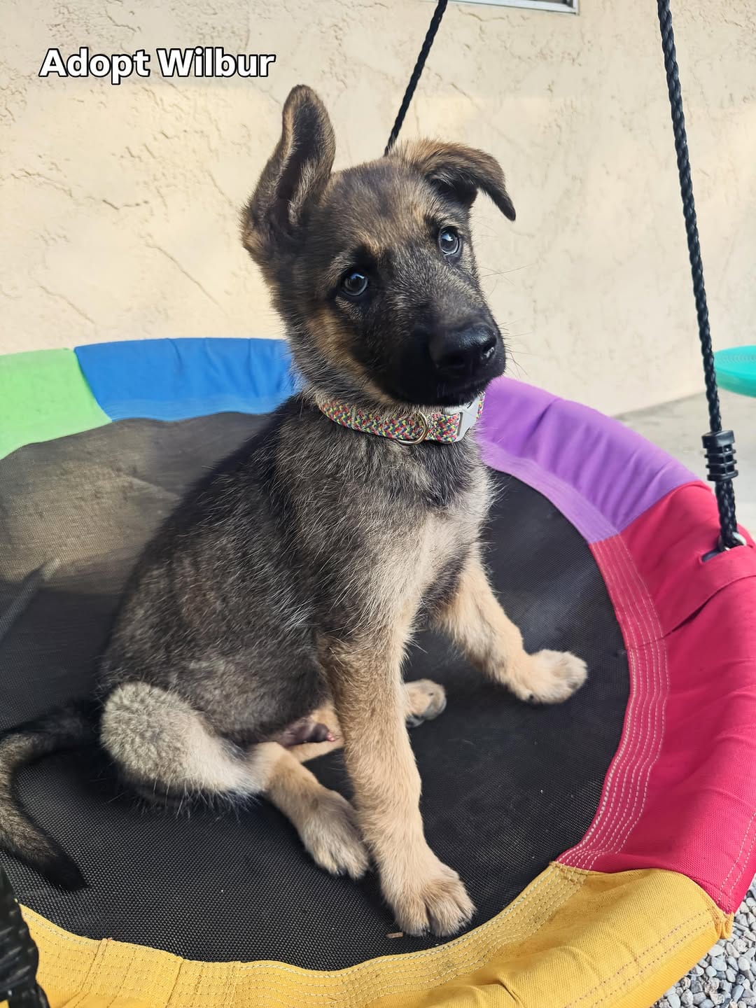 Post 3 by Shiloh’s Animal Rescue on Instagram (carousel)