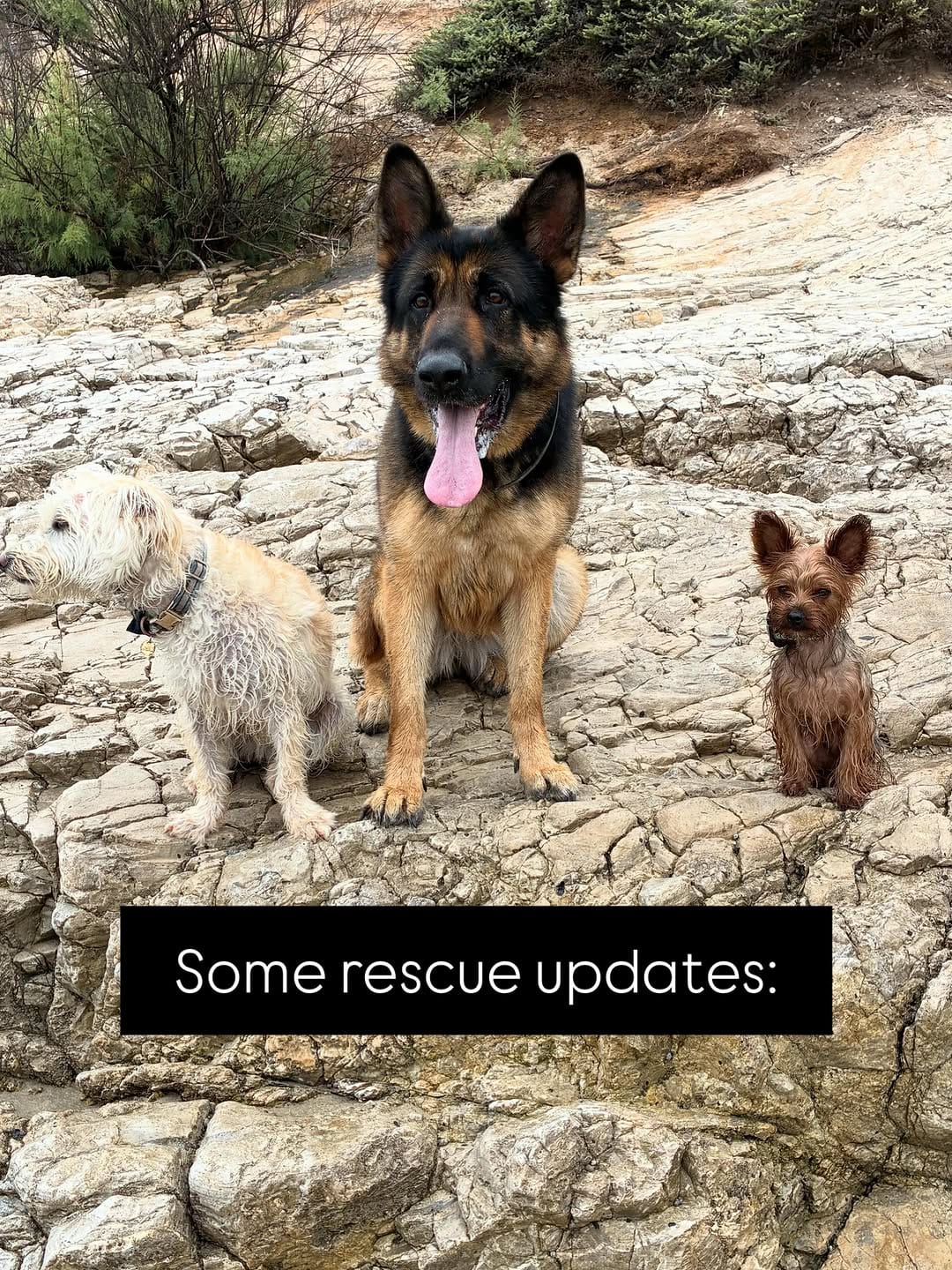 Post 1 by Shiloh’s Animal Rescue on Instagram (carousel)