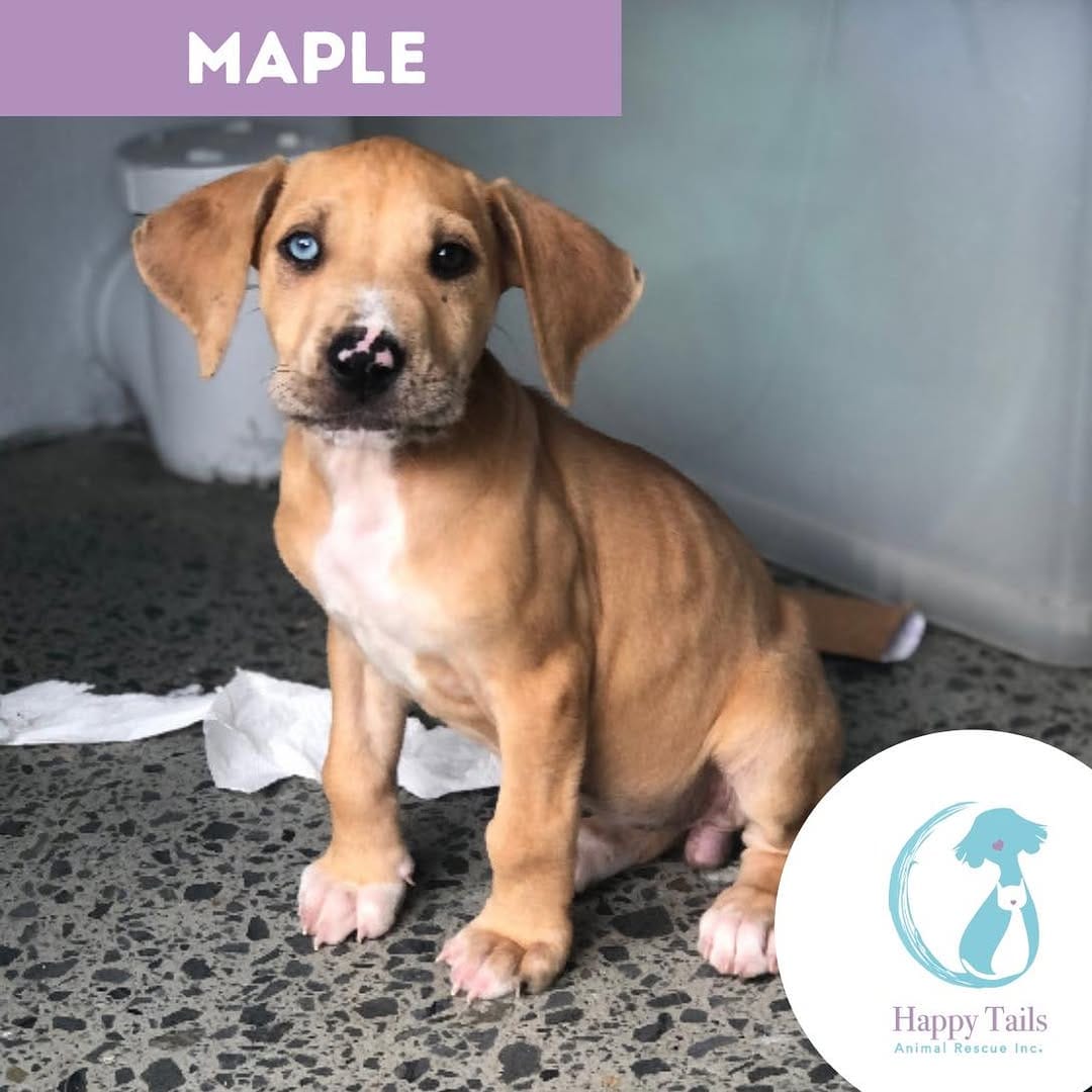 Post 6 by Happy Tails Animal Rescue Inc. on Instagram (carousel)